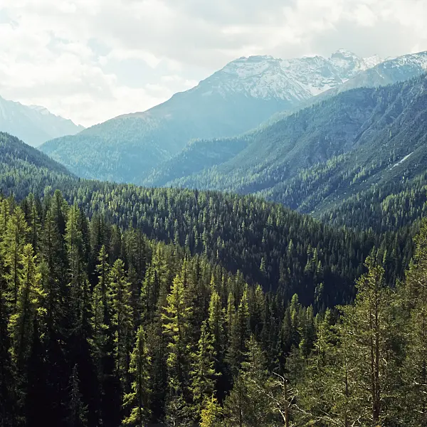 249026 - Val dal Spöl, Parc national suisse, Suisse