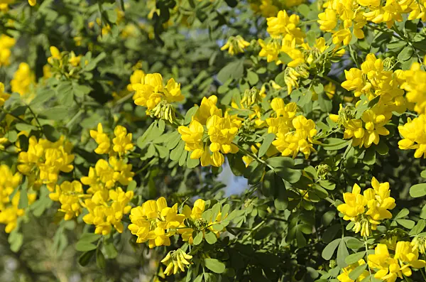 493054 - Valencia-Kronwicke (Coronilla valentina subsp. glauca)