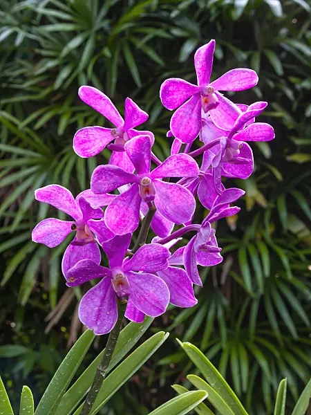 411128 - Vanda