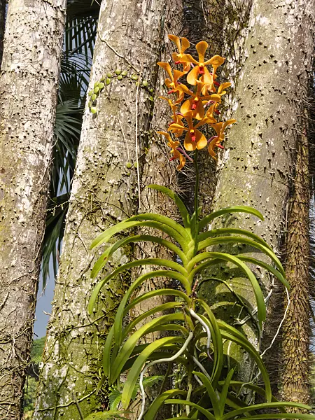 411246 - Vanda and Oncospermum tigillarium
