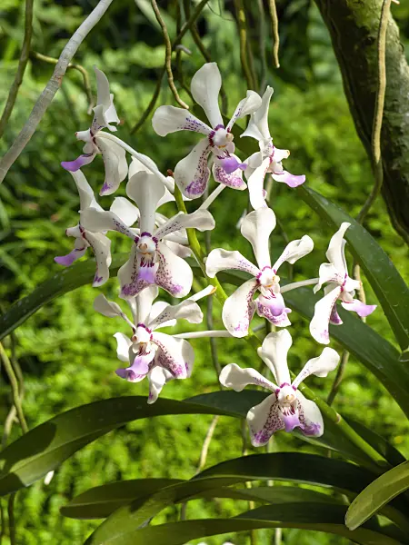 434152 - Vanda luzoniaca x Vanda lamellata