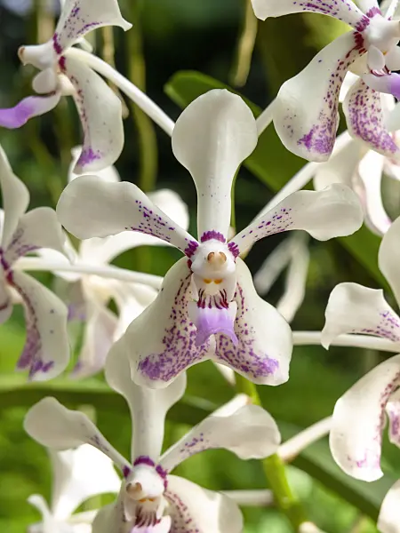 434153 - Vanda luzoniaca x Vanda lamellata