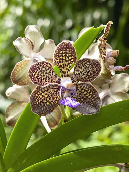 454140 - Vanda Mini Palmer
