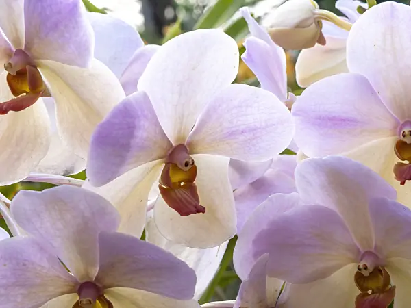 434250 - Vanda Norbert Alphonso