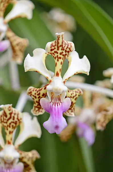 554002 - Vanda tricolor