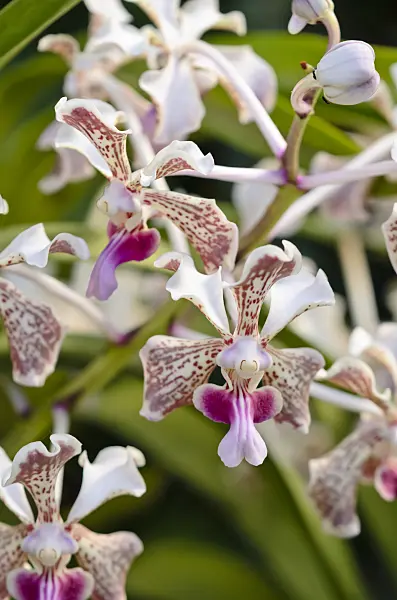 556038 - Vanda tricolor