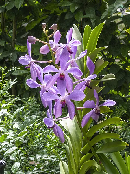 411242 - Vanda Wong Bee Yeok