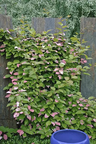 490025 - Variegated kiwi vine (Actinidia kolomikta)