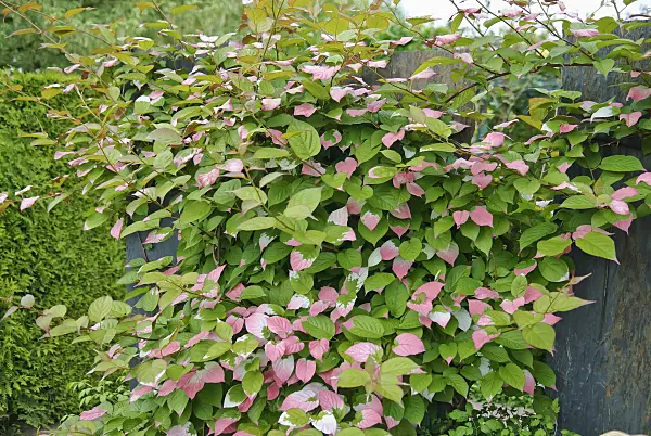 502102 - Variegated kiwi vine (Actinidia kolomikta)