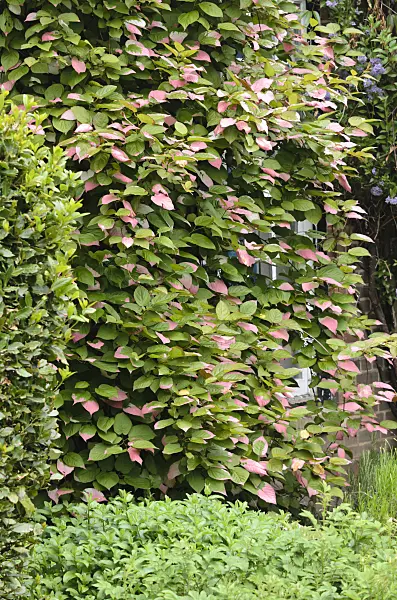 533540 - Variegated kiwi vine (Actinidia kolomikta)
