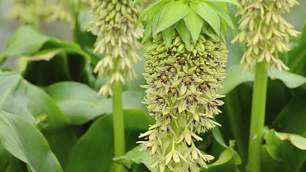 498349 - Variegated pineapple flower (Eucomis bicolor)
