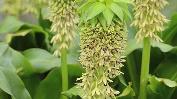 498350 - Variegated pineapple flower (Eucomis bicolor)