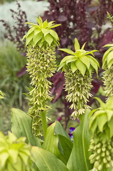 510182 - Variegated pineapple flower (Eucomis bicolor)
