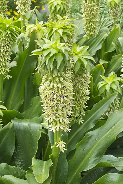 559016 - Variegated pineapple flower (Eucomis bicolor)