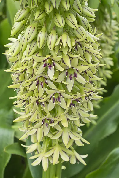 559017 - Variegated pineapple flower (Eucomis bicolor)