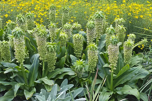 559122 - Variegated pineapple flower (Eucomis bicolor)