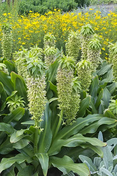 559123 - Variegated pineapple flower (Eucomis bicolor)