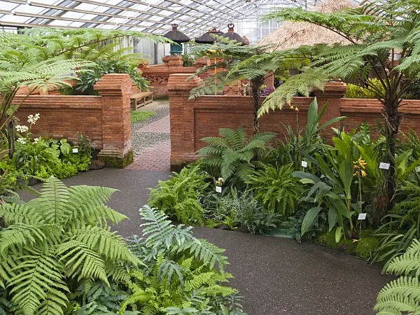 418092 - Various ferns between red walls, Balinese Garden, Erholungspark Marzahn, Berlin, Germany