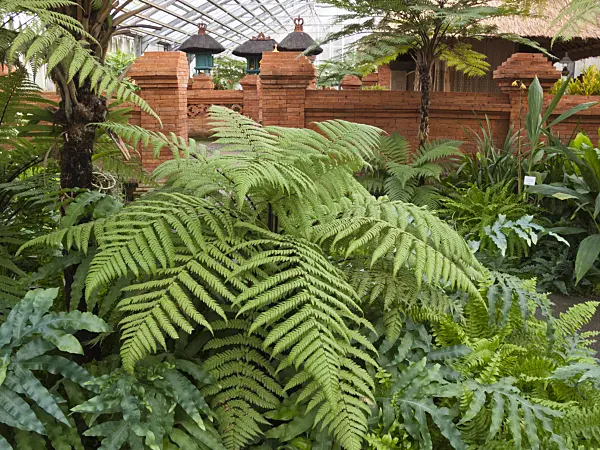 418095 - Various ferns between red walls, Balinese Garden, Erholungspark Marzahn, Berlin, Germany