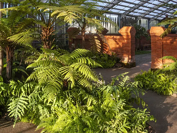 416077 - Various ferns in front of a red wall, Balinese Garden, Erholungspark Marzahn, Berlin, Germany