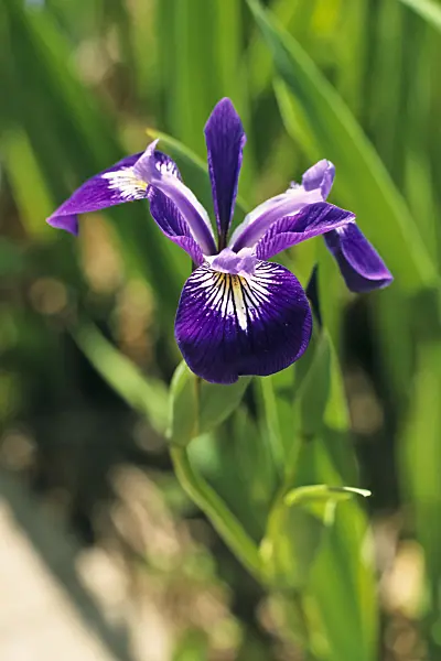 378154 - Variously coloured iris (Iris versicolor)