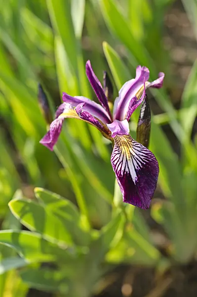 472142 - Variously coloured iris (Iris versicolor)