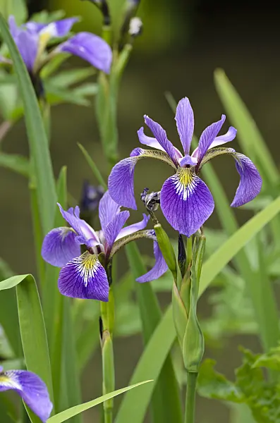 496389 - Variously coloured iris (Iris versicolor)