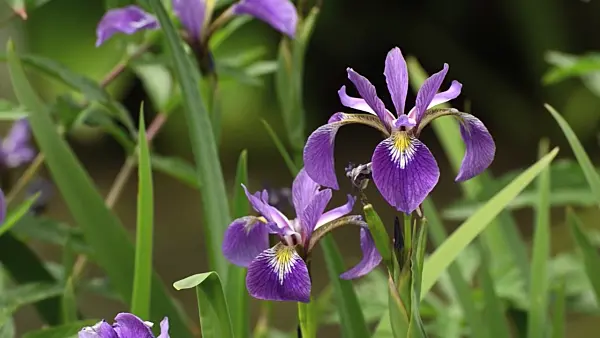 496411 - Variously coloured iris (Iris versicolor) and bumble bee (Bombus)