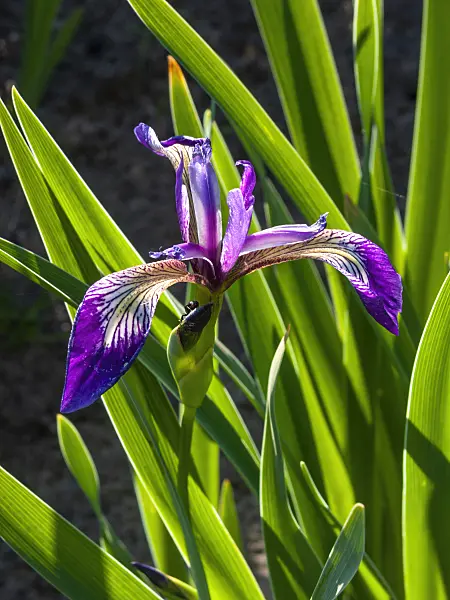 413051 - Variously coloured iris (Iris versicolor 'Karmesina')