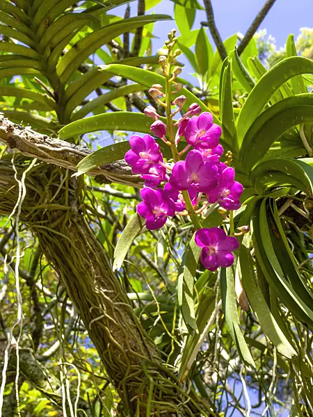 434412 - Vascostylis Pine Rivers