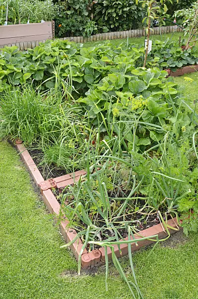 473196 - Vegetable bed