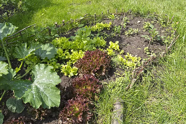 557055 - Vegetable bed with enclosure
