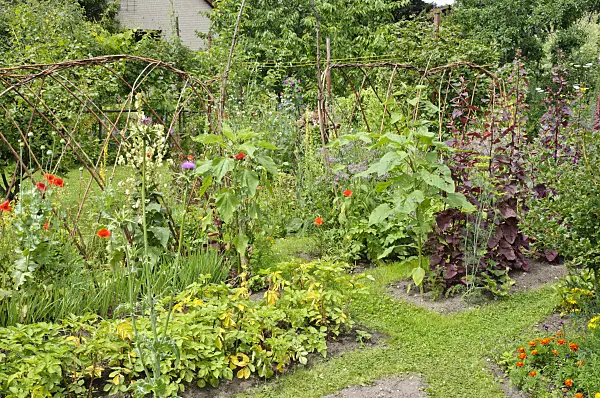 474135 - Vegetable beds in a natural garden