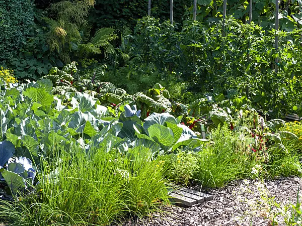 439287 - Vegetable garden