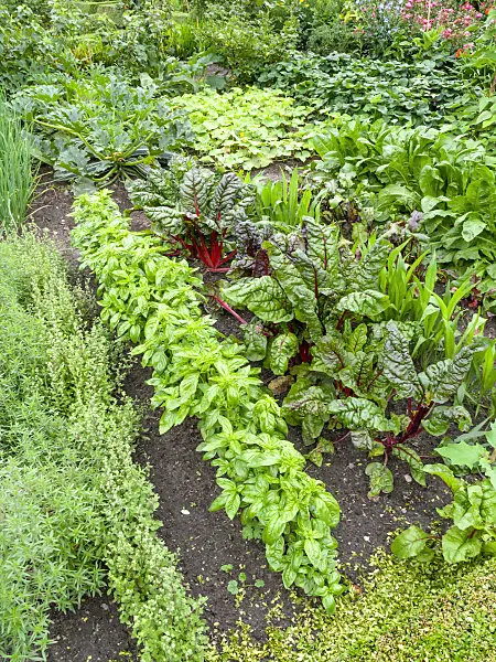 462144 - Vegetable garden