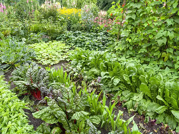 462145 - Vegetable garden