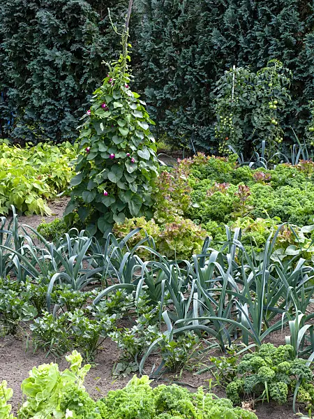463102 - Vegetable garden