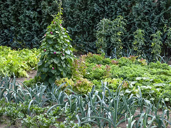 463103 - Vegetable garden