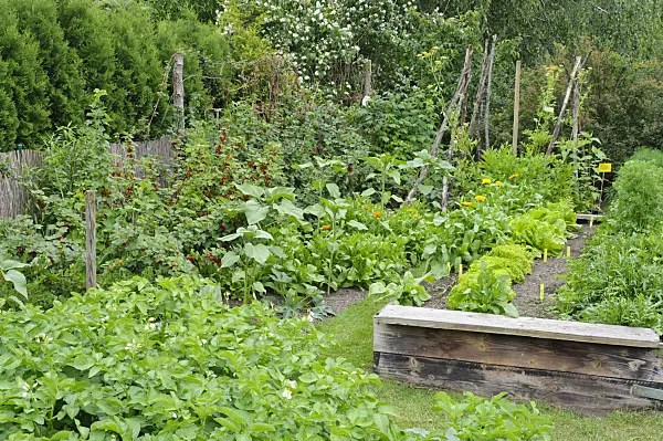 473171 - Vegetable garden