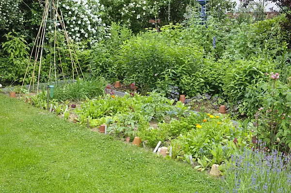473172 - Vegetable garden