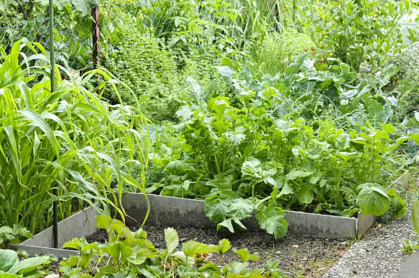 474313 - Vegetable garden