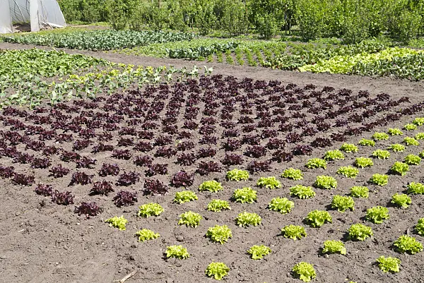 532012 - Vegetable garden