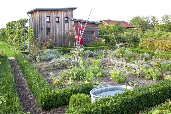 464045 - Vegetable garden with box hedges