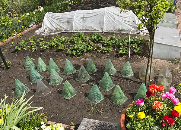 543023 - Vegetable garden with cloches and poly tunnel