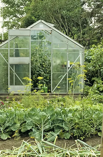 429196 - Vegetable garden with greenhouse
