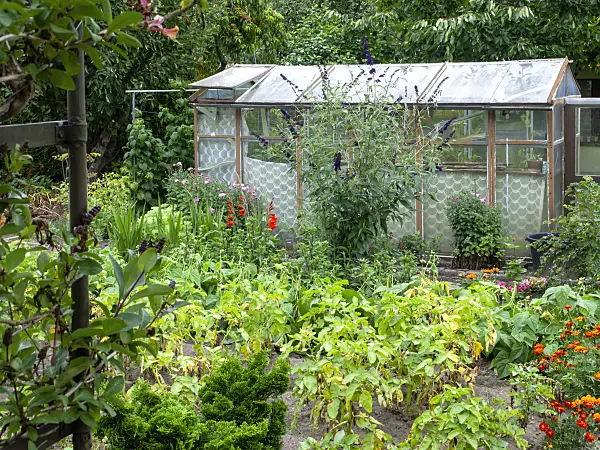 474396 - Vegetable garden with greenhouse