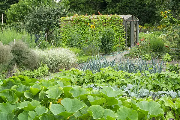 625041 - Vegetable garden with greenhouse