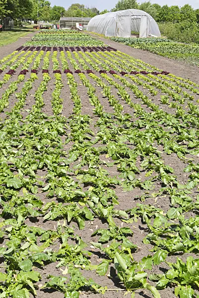 532013 - Vegetable garden with poly greenhouse