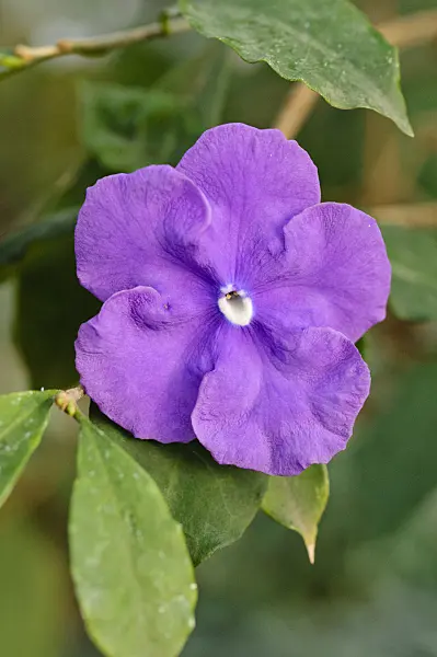 482064 - Vegetable mercury (Brunfelsia uniflora)