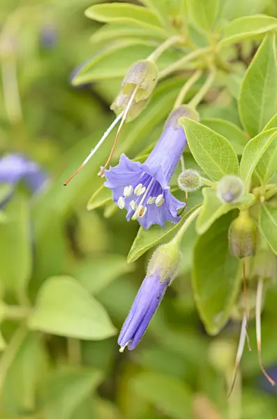 548021 - Veilchenstrauch (Eriolarynx australe syn. Iochroma australe)